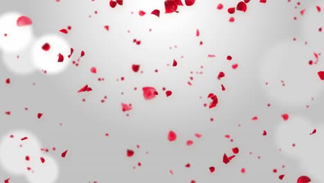 separated pink cherry blossom rose petals falling loop green screen for overlays.