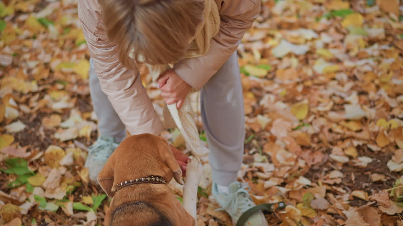 Beagle puppy leaps in autumn forest as leg hooks into woman scarf, woman gently frees leash and untangles puppy among golden leaves under tall tree trunks during playful training