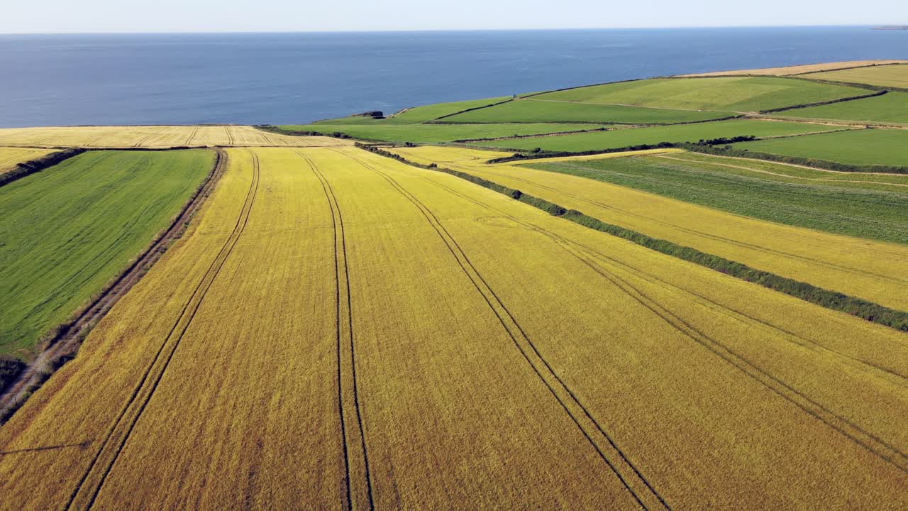 Coastal aerial footage in summer with ripe yellow crop fields and green new growth