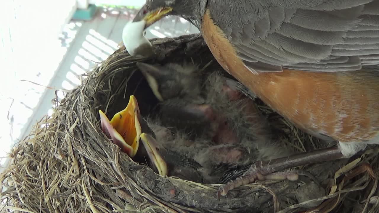 Three adorable baby Robins vie for mom's attention in nest
