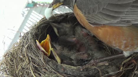 tres adorables petirrojos compiten por la atención de mamá en el nido