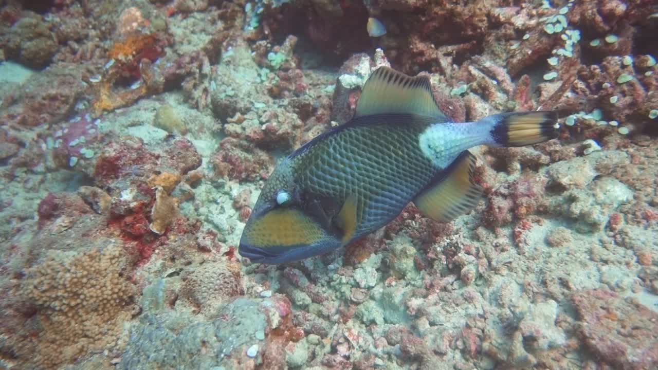 Colorful fish feeding on corals on an underwater dive expedition in El Nido, Palawan (Philippines).