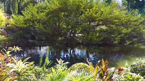 under a amusing big width tree of the park, admire wave of the lake