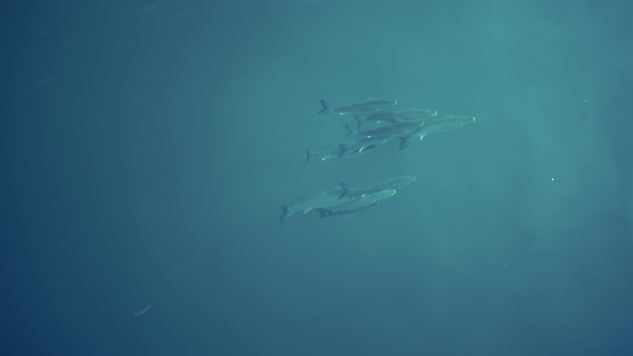 A school of small fish swimming near the water surface o the Mediterranean sea