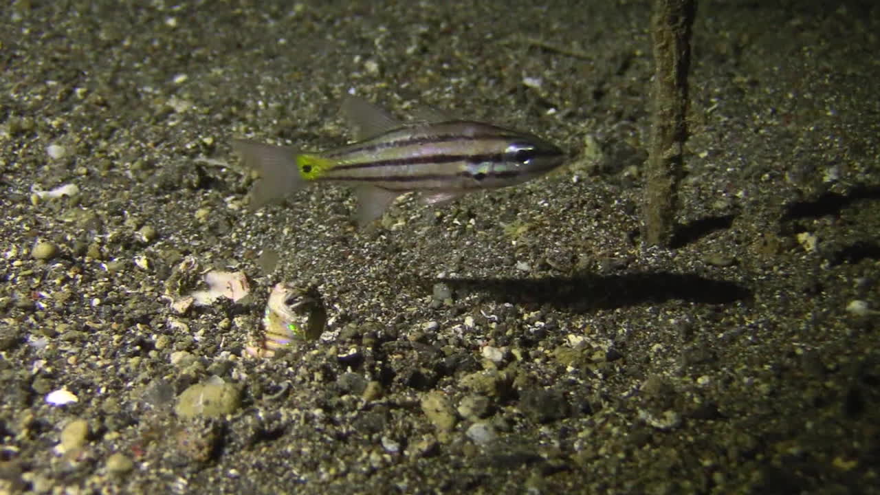 Bobbit worm follows juvenile splitband cardinalfish, half out of burrow, no success, retraction into seabed