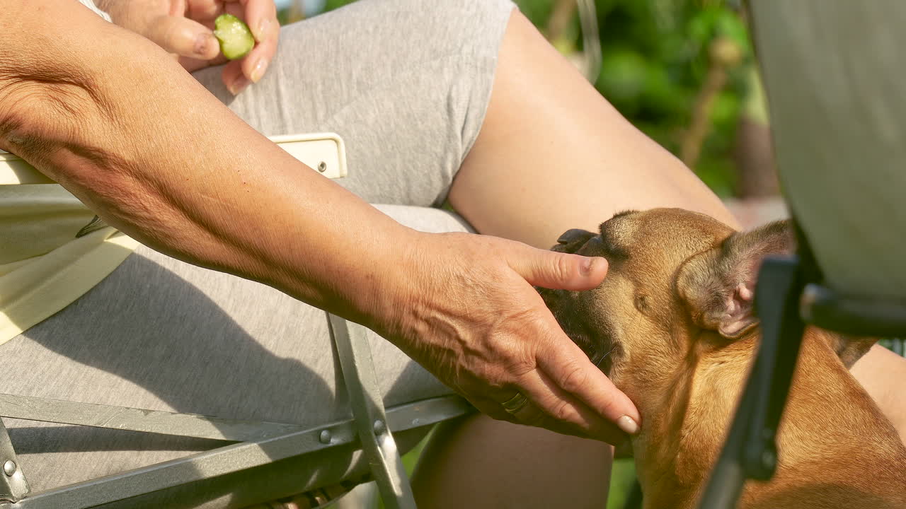 A tired French Bulldog stands by the chair, a hand strokes the dog's head, the dog pants with exhaustion moving its protruding tongue