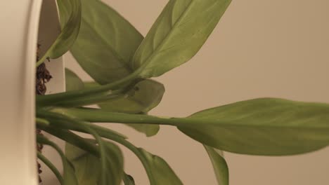 vertical shot of white potted plant on turntable platform, fresh green leaves