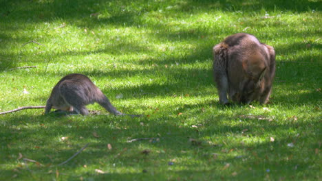 Primer-Plano-De-La-Familia-Canguro-Comiendo-Hierba-De-Pradera-Verde-Durante-La-Luz-Del-Sol