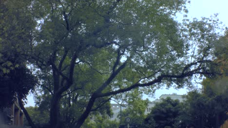 Vertikaler-Blick-Nach-Oben-Auf-Den-Tropischen-Riesen-Banyan-Baum-In-Der-Asiatischen-Stadt-Taipeh,-Querstraße-Mit-Gebäuden-Und-Verkehrenden-Fahrrädern,-Die-An-Einem-Düsteren,-Regnerischen-Tag-In-Einem-Geschäftsviertel-Herumparken