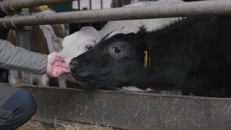 Two-cute-baby-milk-black-white-cows-cow-calves-calf-curious-about-farmers-hand-tries-drink-milking-fingers-bottle-thirsty-mother-dairy-farm-licking-tongue-agro-culture-livestock-cattle-butter-animal