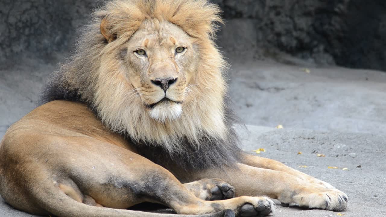 león, el rey de la jungla.