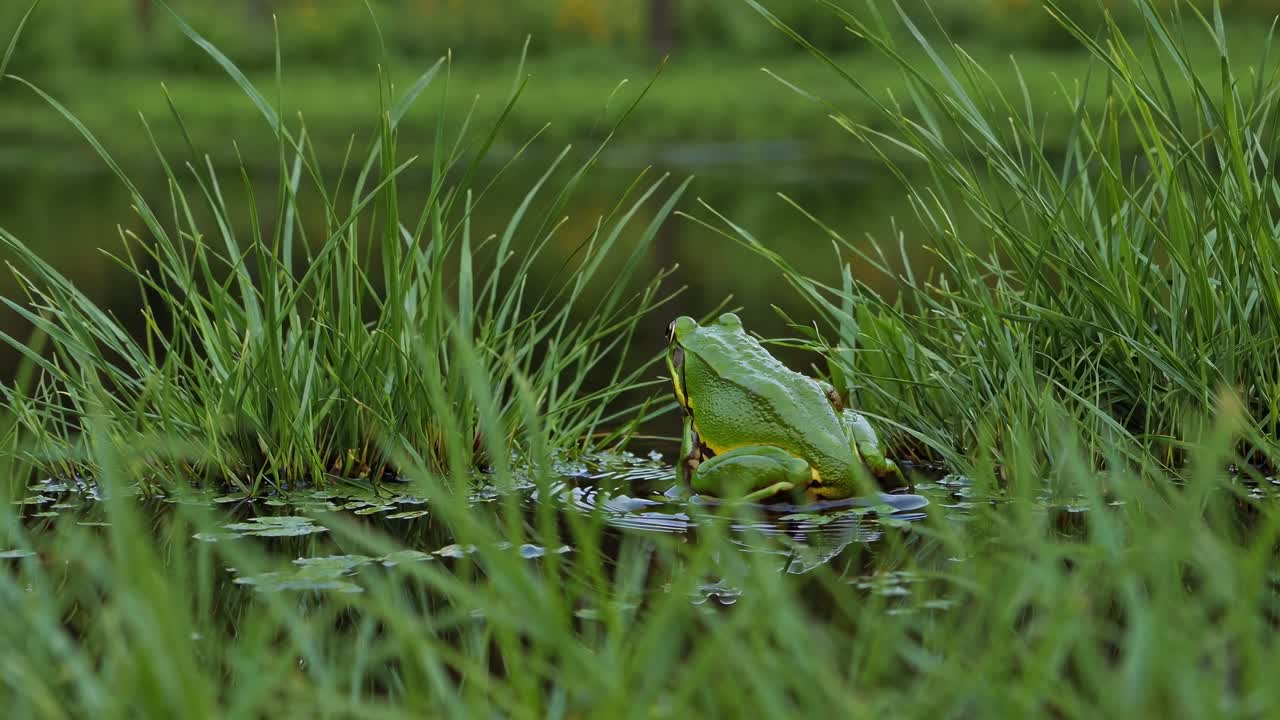 Nærbilde i video av en grønn frosk som svømmer i krusende vann, filmet fra lav vinkel.