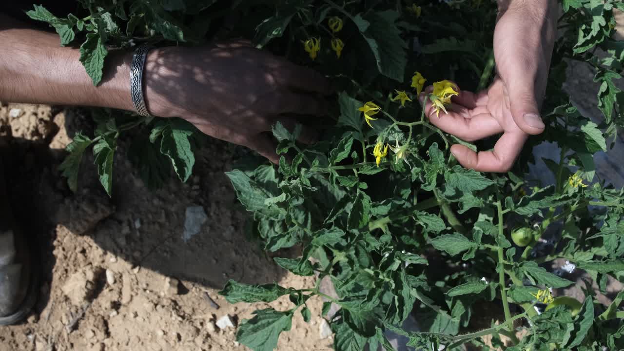 ramas de tomate verde