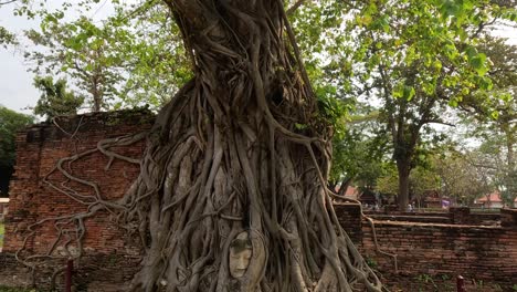 ancient buddha head encased in sprawling tree roots