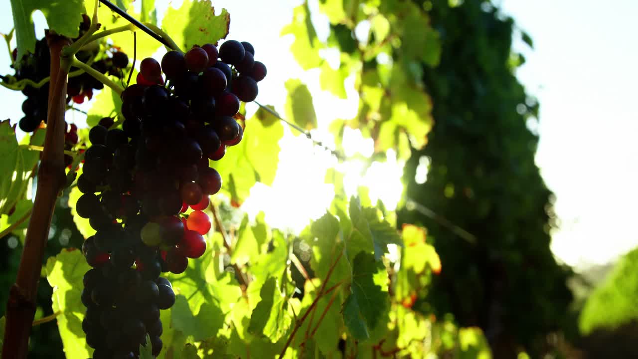 primer plano de las uvas de vino tinto