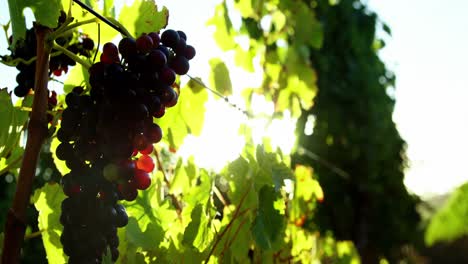 Close-up-of-red-wine-grapes