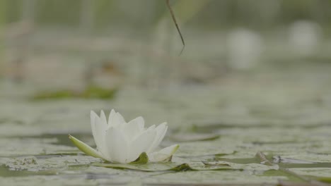 white water lily in a pond