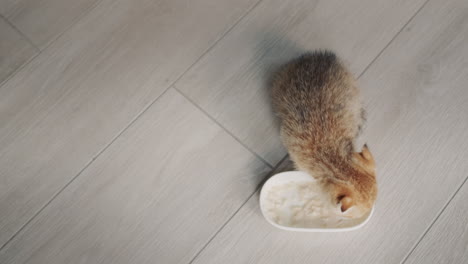 Top-view:-Hungry-kitten-runs-to-the-food-bowl-and-starts-to-eat