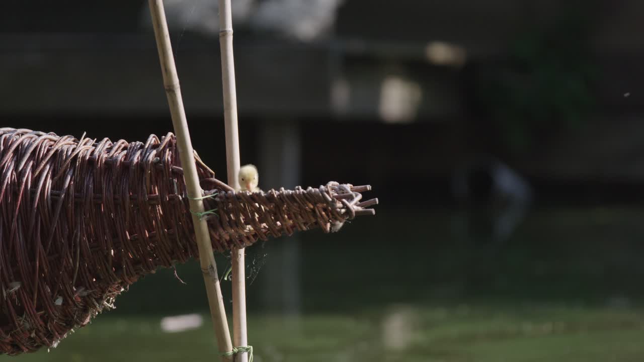 연못 의 은 둥지에서 오리 새끼