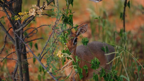baby antelope hiding in the bush