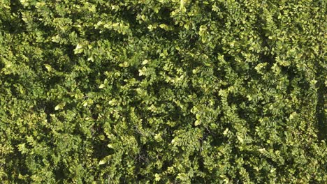 a lush green wall of leaves set against a cloudy sky in roseville, california. perfect for nature documentaries, travel videos, or any project requiring a serene, natural atmosphere.