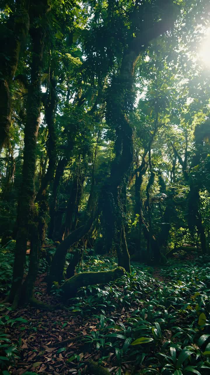 Un video sereno di una foresta ripreso da un angolo basso, che mostra alberi imponenti e una vegetazione lussureggiante