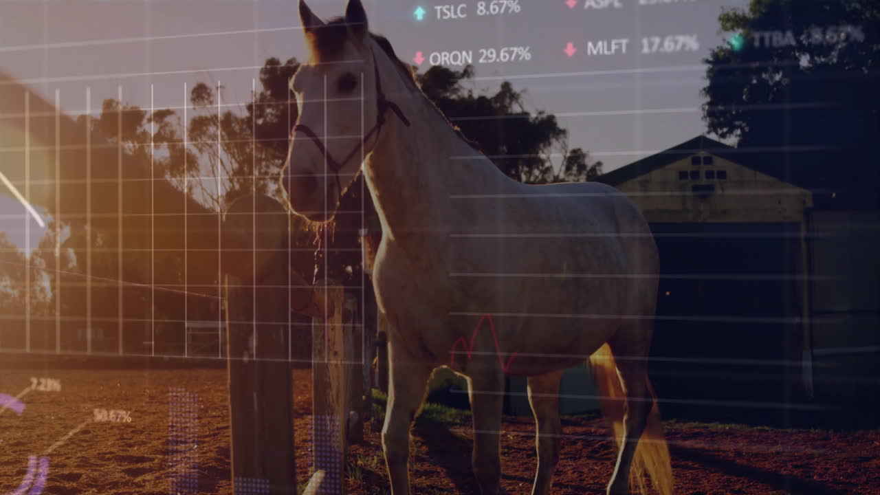 Lys hest står ved siden af træhegnspæle med finansielle diagrammer overlejret på en solnedgangs-landbrugsscene.