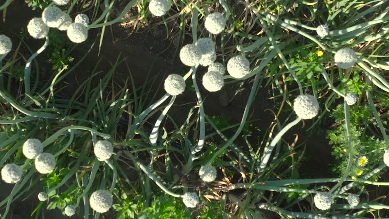 날아다니는 공중 풍경은 활기찬 초록색 양파 을 놀라운 클로즈업으로 보여줍니다.