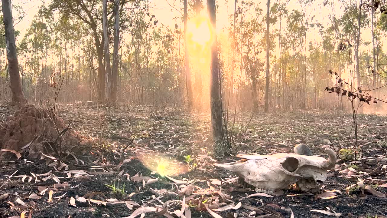 일몰이나 해질녘에 불탄 숲에 말린 유칼립투스 잎이 있는 땅에 있는 동물 두개골의 중간 와이드 샷