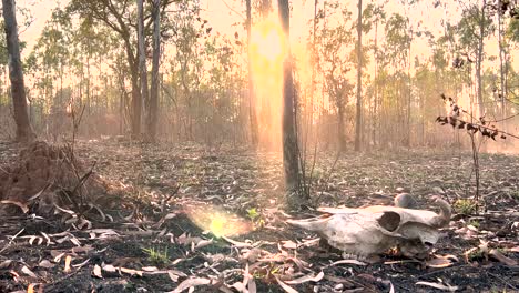 Tiro-Medio-Deslizante-De-Un-Cráneo-Animal-En-El-Suelo-Con-Hojas-Secas-De-Eucalipto-En-Un-Bosque-Quemado-Durante-El-Atardecer-O-El-Atardecer