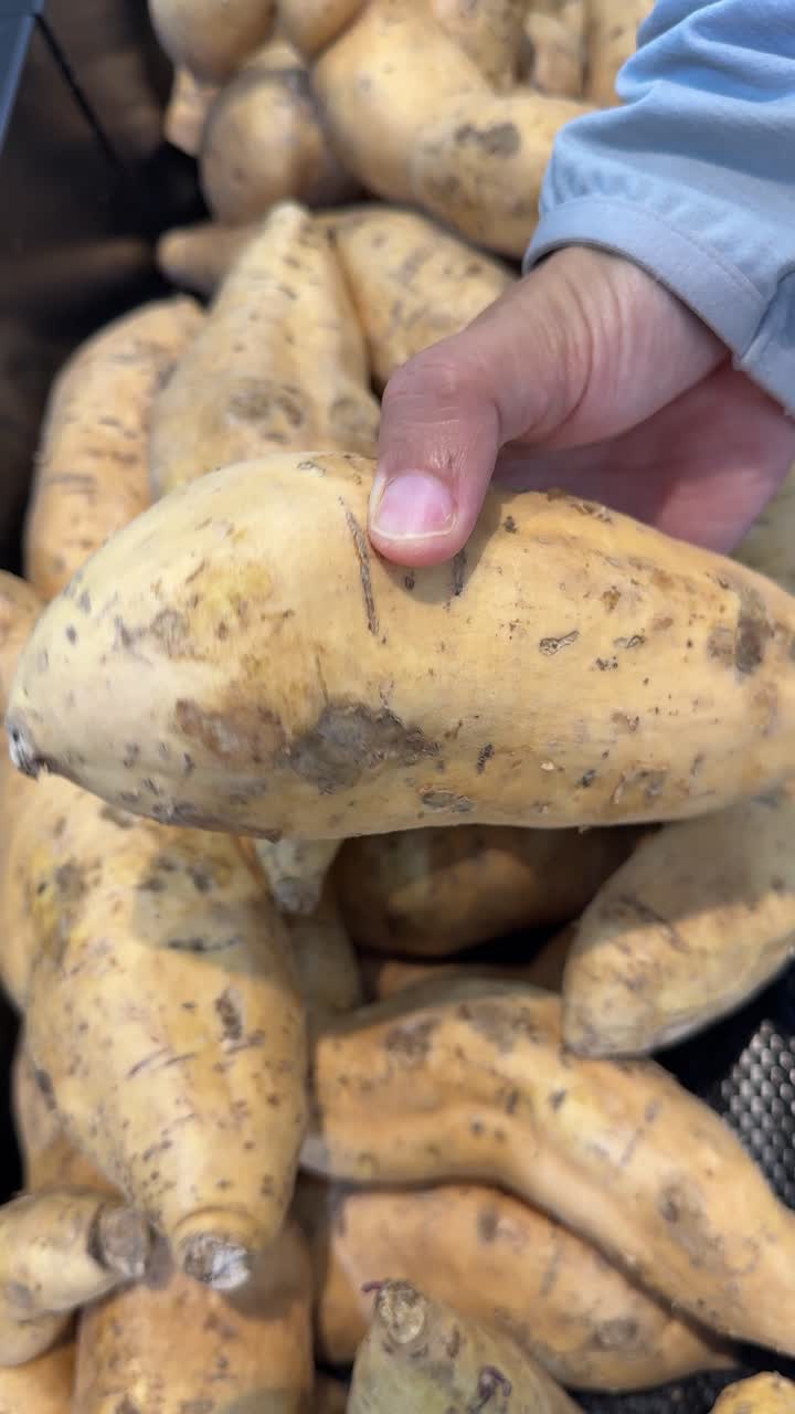 Mano che seleziona una patata dolce fresca al supermercato
