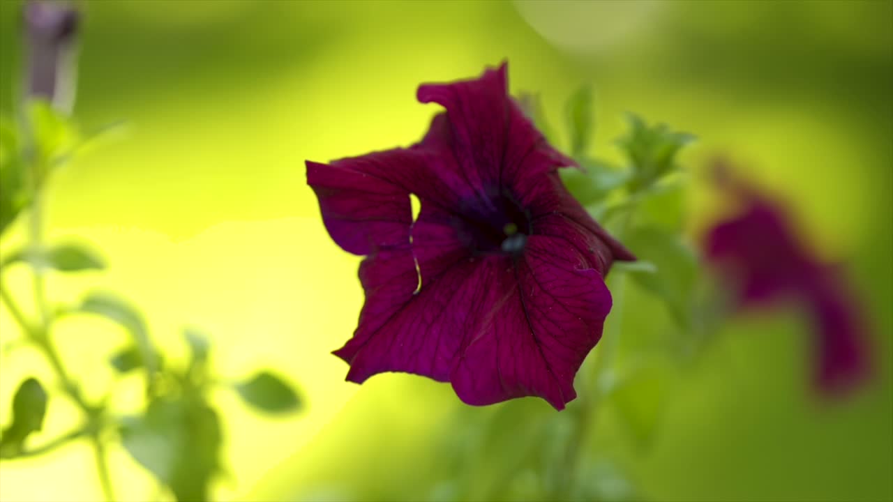 primer plano de la flor de petunia, planta en el patio trasero urbano