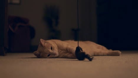 lazy orange cat looking in camera while his friend steals his toy