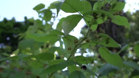 Close-up-shot-of-little-be-flying-near-the-bud-of-flower-in-summer-garden