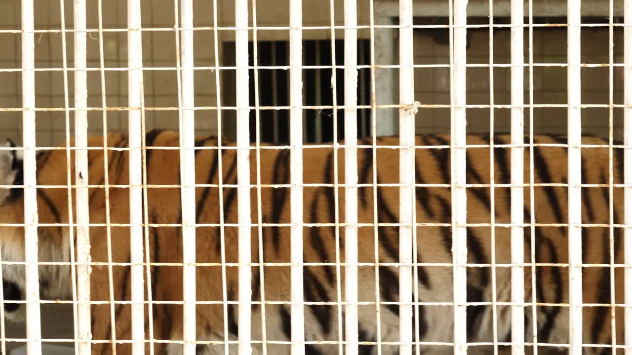 Tigre striata seduta e che cammina all'interno di una gabbia allo zoo di Karachi.