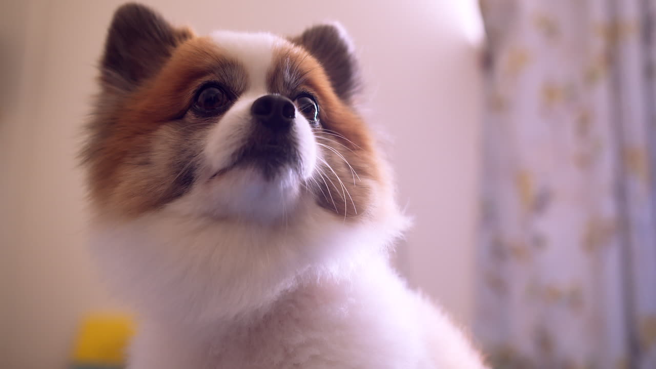 compañero de perro mirando a la cámara en la cama