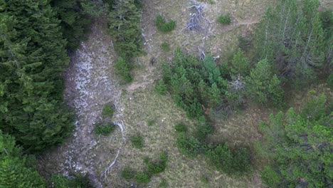 Steinziege-Rennt-Schnell-Den-Berg-Hinunter