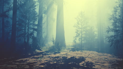 Riesenmammutbäume-Im-Riesenwaldhain-Im-Sequoia-Nationalpark