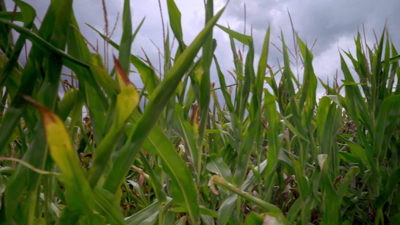 Close up corn field leaves with dark sky pov