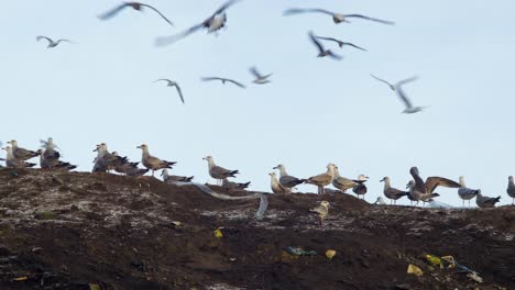 Gaviotas-Sobre-El-Vertedero-De-Basura,-Bolsas-De-Plástico-Y-Vertedero-Lleno-De-Basura,-Contaminación-Ambiental,-Día-Soleado,-Plano-Medio