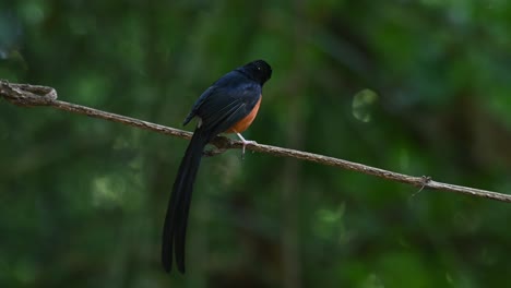 Schöne-Schwanzanzeige,-Während-Sie-Auf-Einer-Ranke-Sitzt-Und-Dann-Wegfliegt,-Weißrumpfiger-Shama-Copsychus-Malabaricus,-Thailand