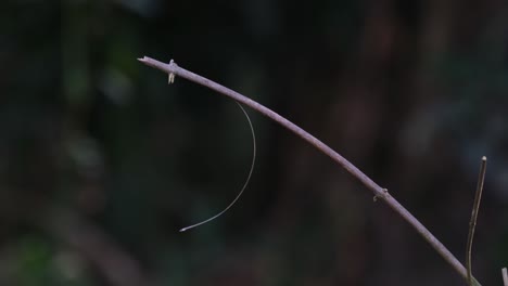 A lone Taiga flycatcher is perching on a tiny twig, it pooped, turned around, and flew to the bottom right of the frame