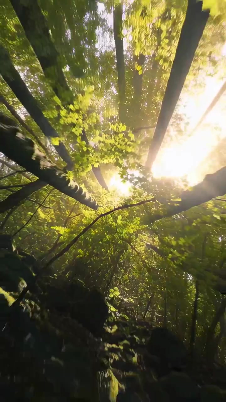 Video verticale: Telecamera che si inclina e cattura alti tronchi che si ergono verso una luminosa chioma nella foresta, con un bagliore.