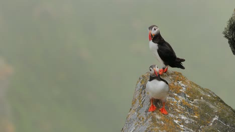 Atlantic-puffin-(Fratercula-arctica),-on-the-rock-on-the-island-of-Runde-(Norway).