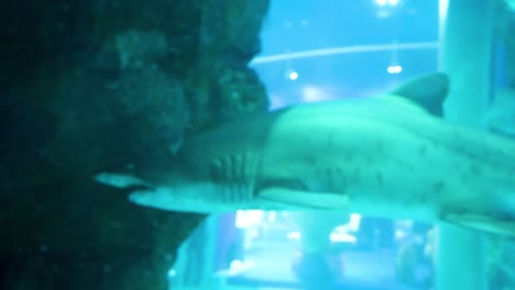 shark in an aquarium