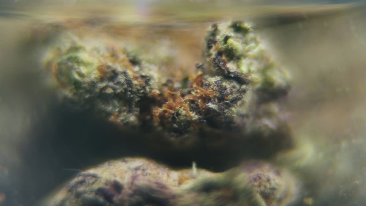 Macro rotating smooth video of a cannabis plant, hybrid strains, sativa in a clear glass, purple haze, marijuana flower, slow motion 120 fps, studio lighting, magical depth of field