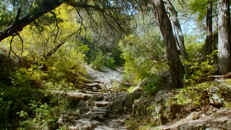 A-path-through-a-beautiful,-bright,-sunny-forest