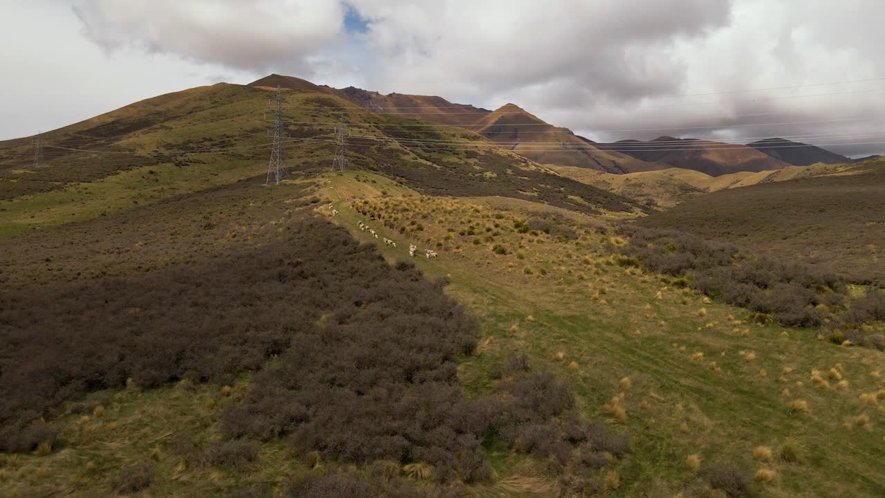 rebaño de ovejas caminando cuesta arriba hacia una vasta cordillera en el campo del sur de nueva zelanda