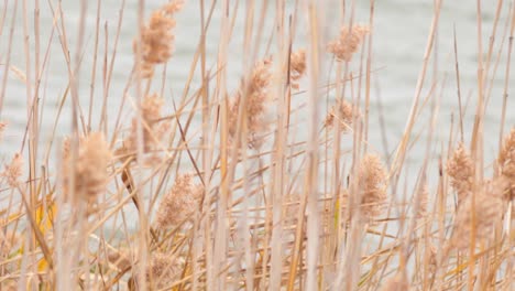 reeds swaying gently near the ocean shore