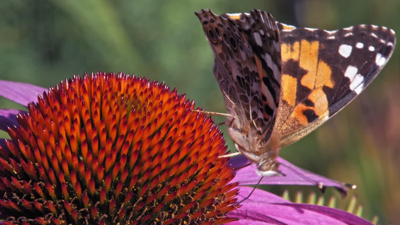 Scatto macro ravvicinato estremo di una farfalla Vanessa dell'ortica arancione posata su un'echinacea viola e che raccoglie nettare.